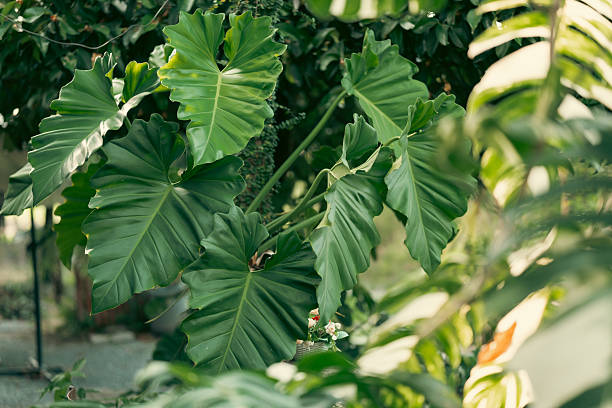 istock Rustic Tropical Garden with Monstera Foliage: Sunlight Filtering Through Greenery and Leaves by a Vintage Window, Creating a Peaceful Natural Environment, Perfect for Outdoor Living 2211314485