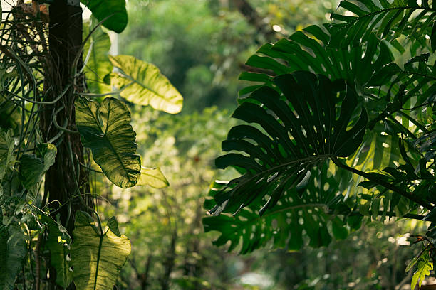 Calathea Lutea or Banana Calathea in the backyard, has banana-like leaf texture. Also known as Cuban Cigar or Pampano