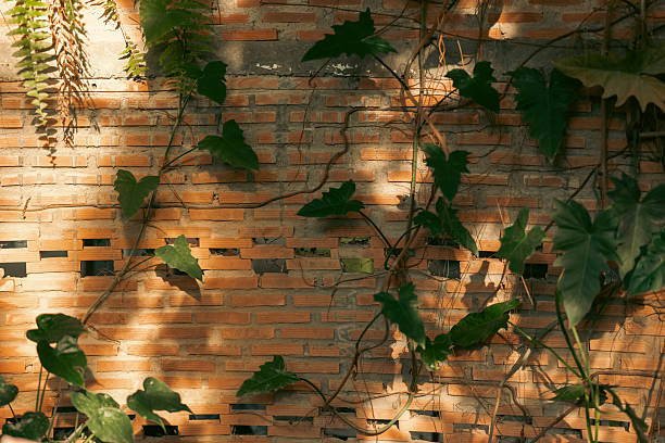 Background of green ivy on a red brick wall