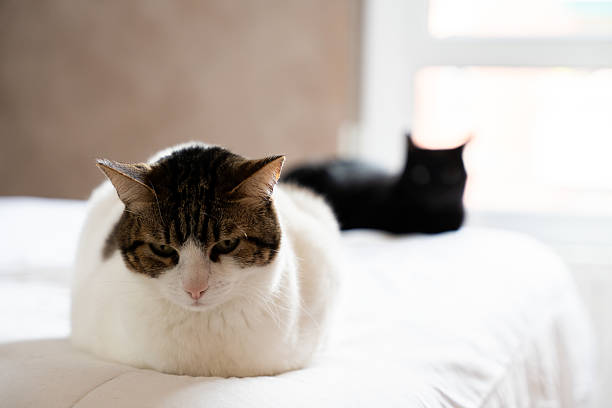 istock A cat with a depressed expression due to the arrival of a new cat 2211315860