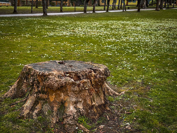 A scenic tree stump surrounded by lush green grass and small white flowers. Peaceful natural scene perfect for spring or summer concepts.