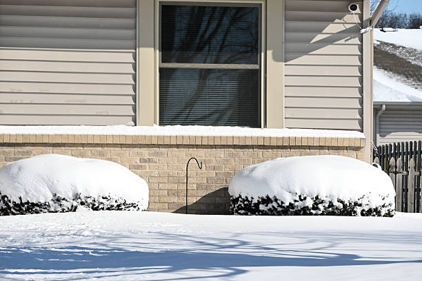 istock Snow on the Bushes 2211317919