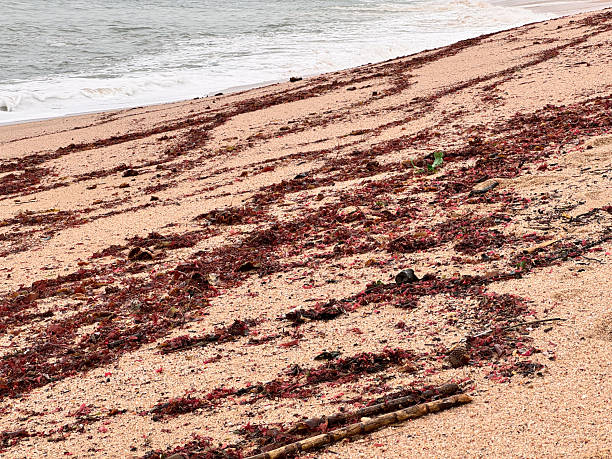 istock Red-Brown Seaweed on Sandy Beach After Storm 2211321568