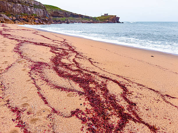 Washed-up red and brown seaweed covering a sandy beach after a coastal storm, representing nature's power and marine life.