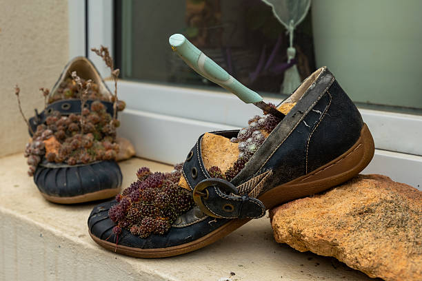 Quirky old shoes, adorned with colorful plants and stones, rest against a sunlit window, showcasing a creative approach to gardening and repurposing materials.