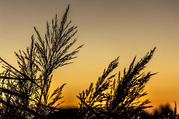 istock Contours of reed ears against the orange setting sun. 2211322105