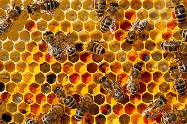 istock Flower pollen, nectar and honey in comb. 2211322569