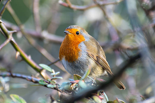 istock European Robin (Erithacus rubecula) Perched on a Branch at Bois de Boulogne 2211323131