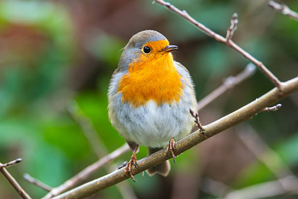 istock European Robin (Erithacus rubecula) Perched on a Branch at Bois de Boulogne 2211323257