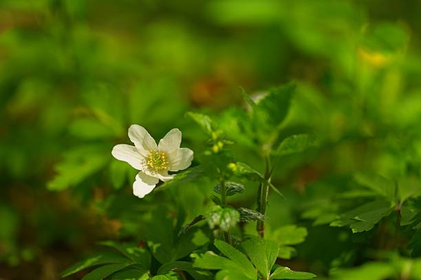 istock macro of a wood anemone flower 2211323432