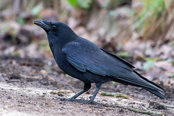 istock Carrion Crow (Corvus corone) in the Wild 2211323560