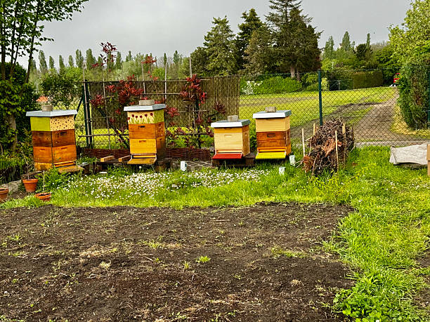 istock Colorful beehives surrounded by wildflowers 2211323675