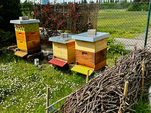 istock Colorful beehives surrounded by wildflowers 2211324595