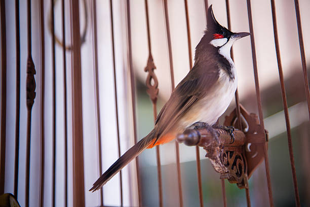 A red-whiskered bulbul perched inside a decorative cage. A vibrant and exotic songbird often kept as a pet in Asia.