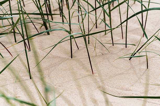 Close-up abstract view of slender dune grass blades casting shadows on soft, rippled sand.