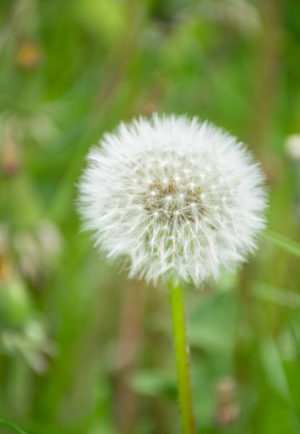White, fluffy dandelion on green grass background, dandelion seed head macro. High quality photo