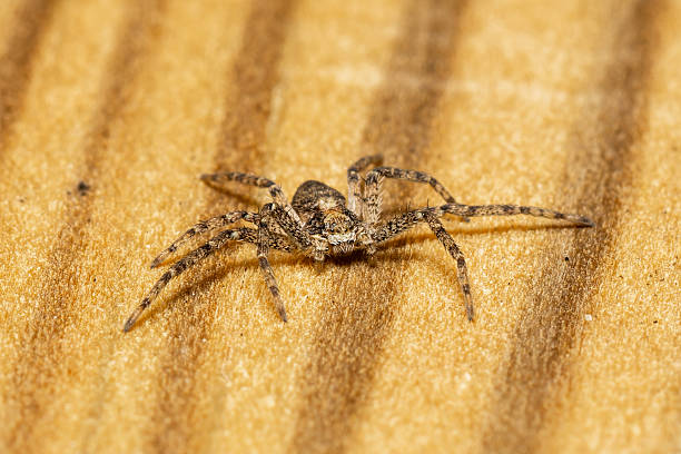 istock Philodromus sp. on Wooden Surface 2211329881