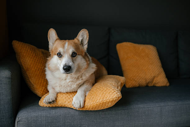 istock Corgi Resting on a Cozy Pillow Looking Relaxed 2211331789