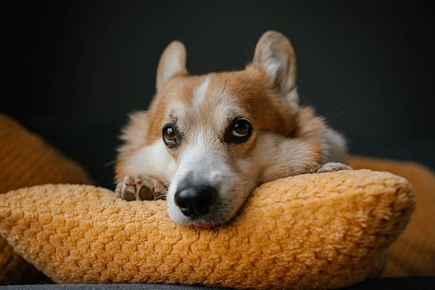 istock Corgi Resting on a Cozy Pillow Looking Relaxed 2211331834