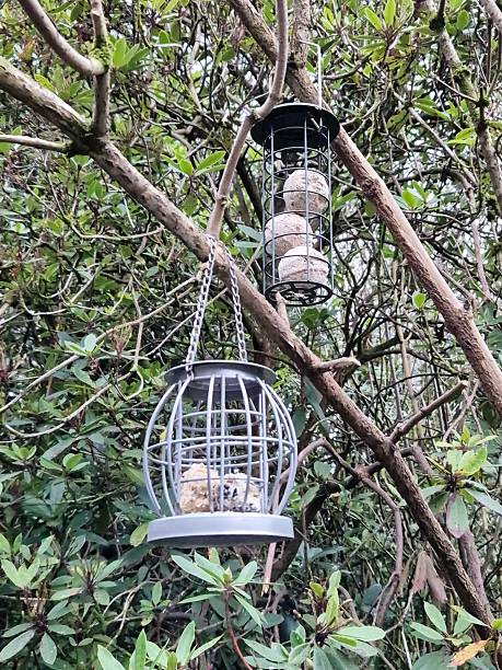 istock Bird feeders, Glasgow, Scotland 2211332161