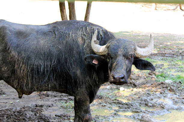 Water Buffalo Standing in Muddy Area and Looking at Camera