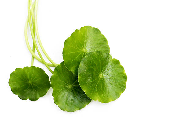 istock Centella asiatica leaves, Fresh herb plant 2211337345