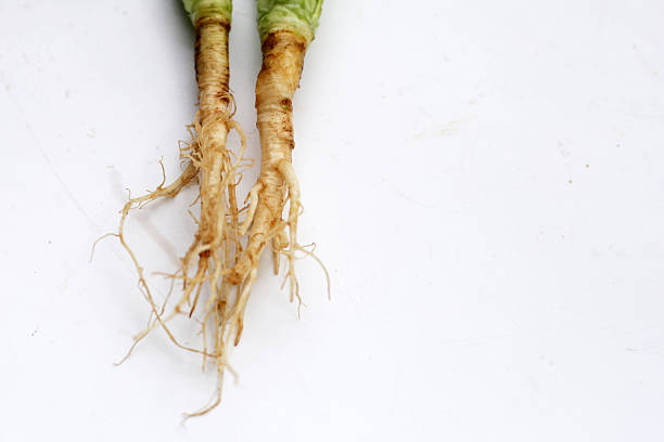 Fresh coriander (cilantro) with roots, a key ingredient in many Asian cuisines.
