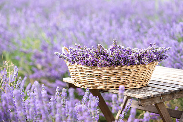 istock Harvesting season. Lavender bouquets and basket. 2211338977