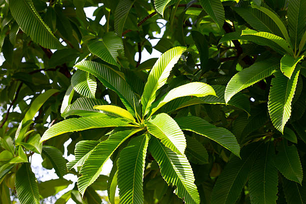 istock Dillenia indica, commonly known as elephant apple 2211339763