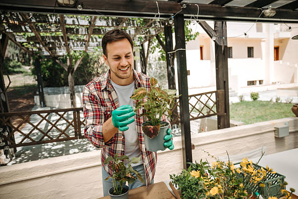 istock Young casually dressed man potting plants in backyard at home 2211341838
