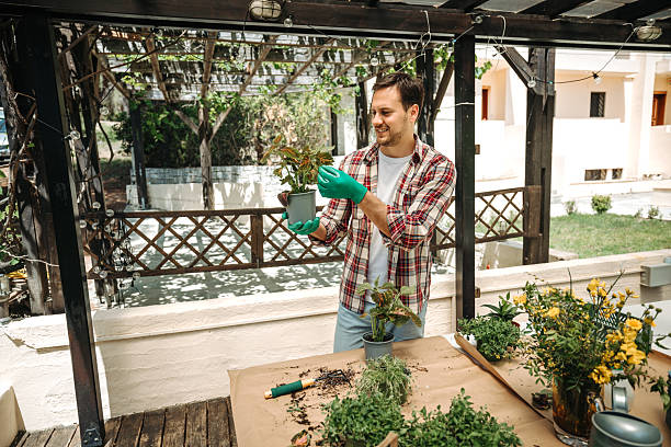 istock Young casually dressed man potting plants in backyard at home 2211341847