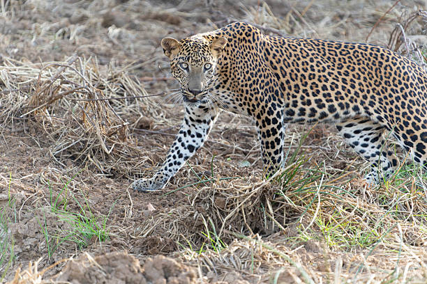 istock Sri Lankan leopard or Panthera pardus kotiya blending in with environment walking past and turning  alertly looking ahead 2211341999