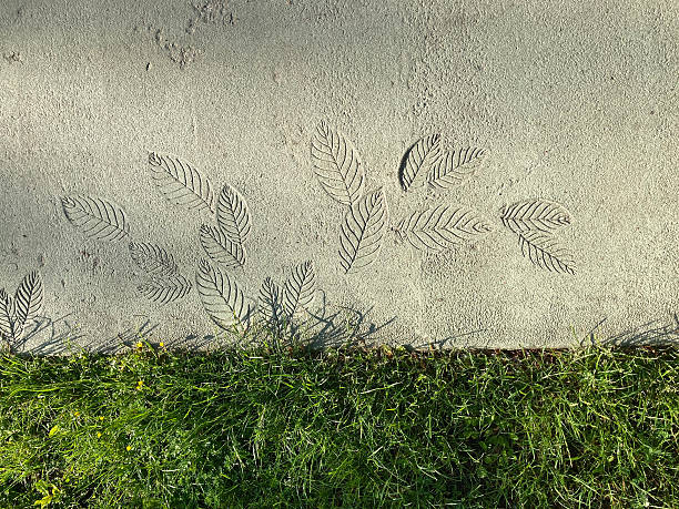 istock An image of a compacted ground section with human, animal, and leaf prints The surface appears sandy and grassy, possibly a pathway or paved area Prints vary in size and are illuminated by natural 2211342791