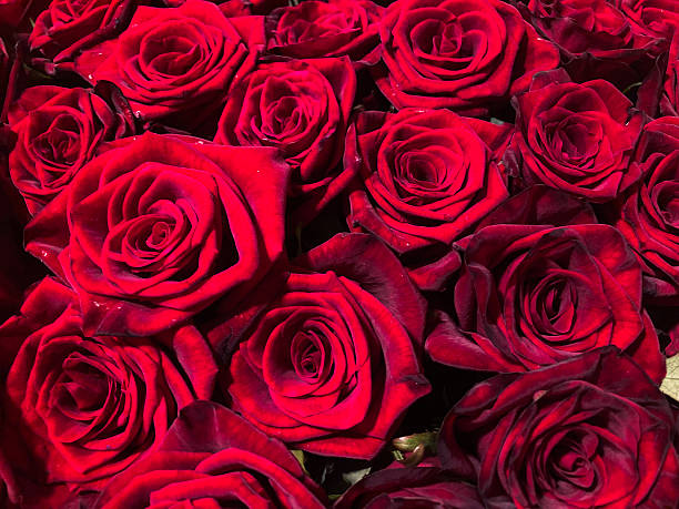 istock Close-up image of fresh, well-maintained red roses Soft lighting with subtle shadows, deep to vibrant red colors Focus on capturing beauty and natural details 2211342794
