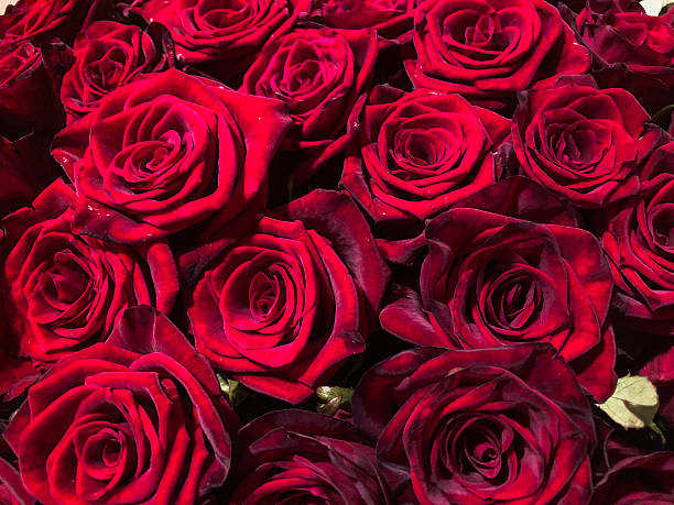 istock Close-up image of several red roses in various bunches, blooming with intricate veining patterns and soft textures Arranged for decorative purposes or events like weddingsanniversaries, against a l 2211342804