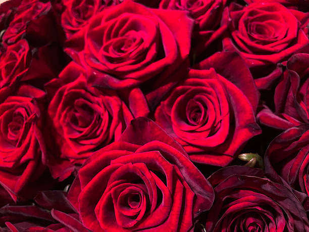 istock Close-up of several red, fresh roses with a glossy texture, densely packed and reflecting light, showcasing natural beauty 2211342826