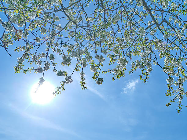 Under the radiant sunlight, a network of blooming branches and delicate white flowers stretches across a clear azure sky, reflecting the essence of renewal and the flourishing beauty of spring.