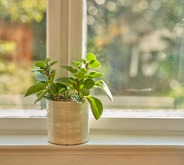 istock Vibrant Green Plant on Windowsill Highlighting Spring and Early Summer Vibes 2211342911