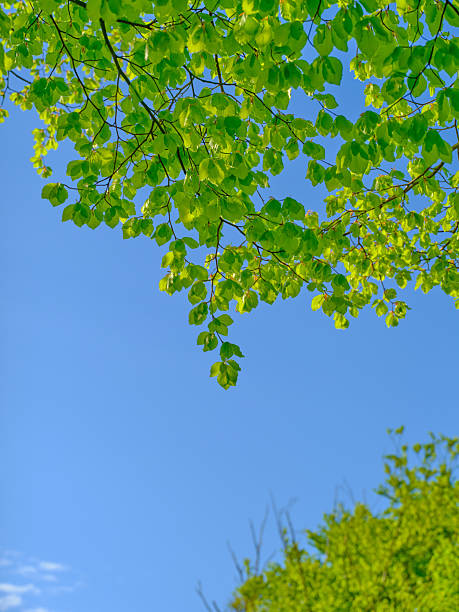 Green leaves glow under the early spring sunlight against a backdrop of vivid blue sky in Denmark. This serene image captures the essence of renewal and energy in the natural world.