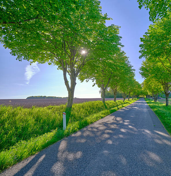 Rural B3082 road leading through row of beech trees with long shadows and bright sun. Dorset, England, UK.