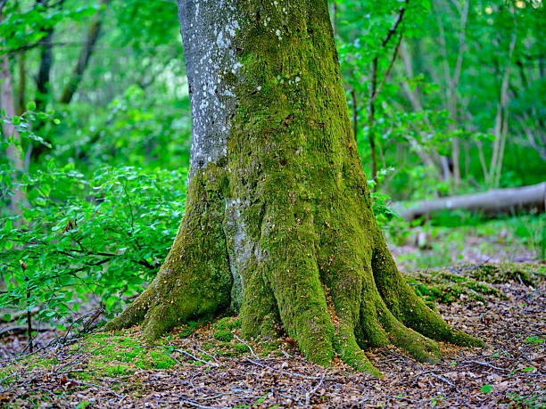 istock Lush Tree Base Covered in Moss in a Serene Woodland in Denmark 2211342945