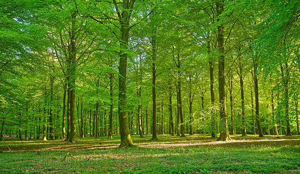 istock Serene lush green forest on a sunny summer day with vibrant sunlight filtering through the trees 2211342955