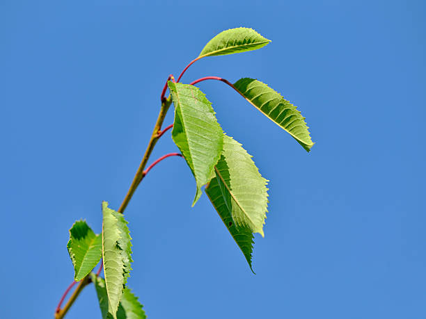 A detailed image showcasing vibrant green leaves on a thin stem, highlighted against a bright blue sky. The photograph captures the charm of nature in Denmark during spring or summer with vivid detail.