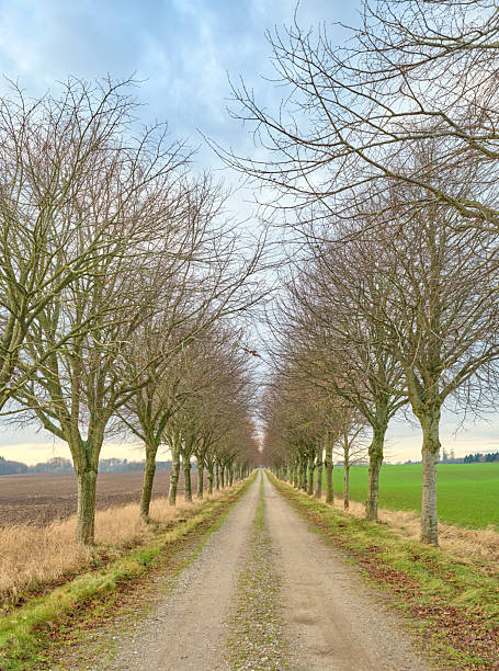 istock Tree-Lined Rural Gravel Road in Winter with Overcast Sky 2211343013
