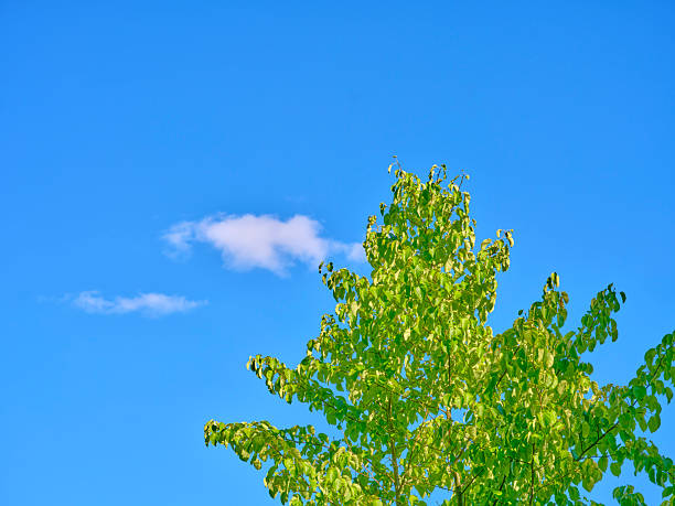 A vibrant natural scene featuring a green-leafed tree against a clear blue sky in Denmark. Soft white clouds enhance the serene atmosphere, evoking feelings of spring and summer's warmth and beauty.