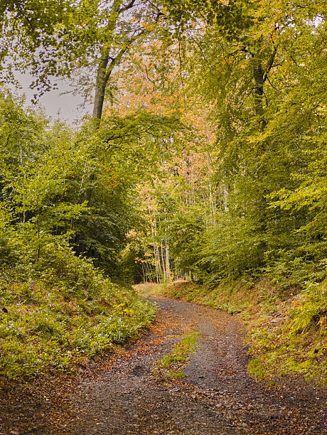 A serene natural scene featuring a forest path surrounded by lush greenery in Denmark. Perfect for spring or early summer themes.