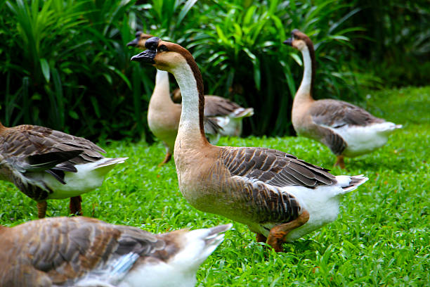 istock A group of geese on a lush green lawn 2211343167