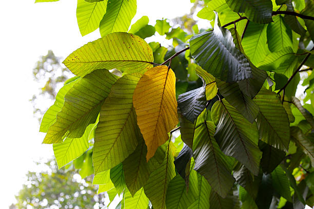 istock Leaves of dipterocarpus tree, Big tree in Vietnam 2211343523