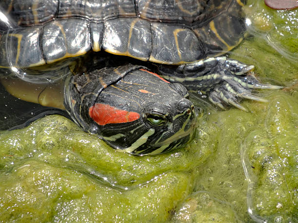 istock Two turtles underwater, possibly interacting, in a natural aquatic habitat with algae growth and vibrant colors Overcast lighting condition 2211343652