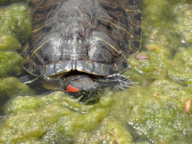 istock A turtle swimming through vegetation-filled water with a patterned shell and partially submerged head The photograph captures the turtle from an elevated angle, showcasing its movement in the water 2211343653